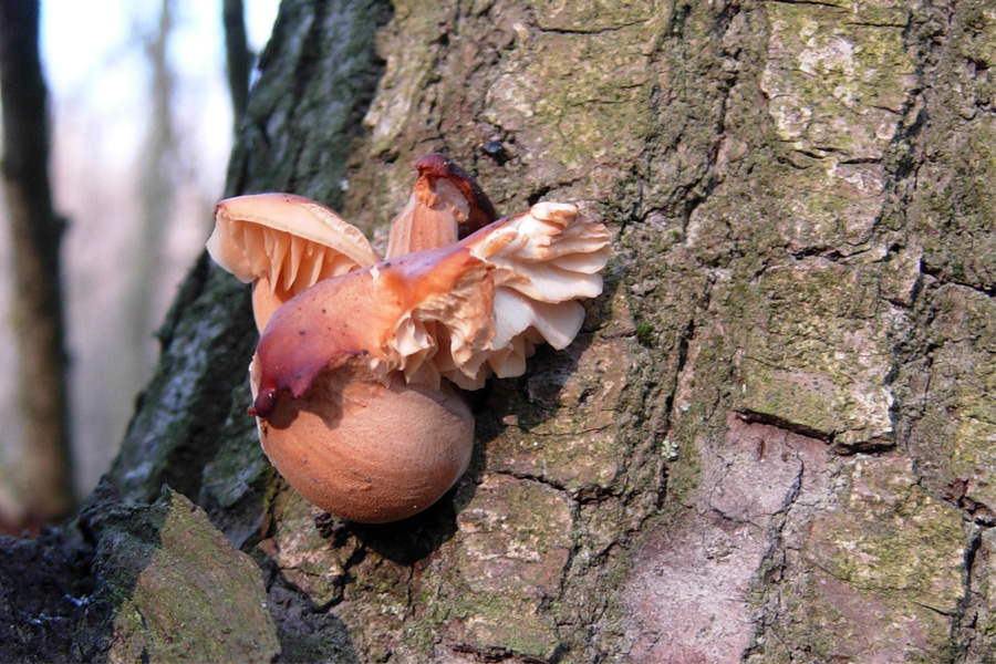 tanti funghi